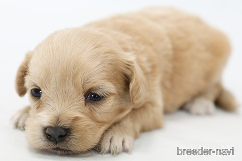 成約済の神奈川県のミックス犬-310938の3枚目